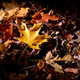 Illustration for article titled Shooting Challenge Fall Leaves Gallery 5